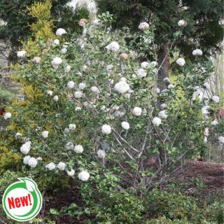 Spice Cowboy Snowball Bush Thumbnail